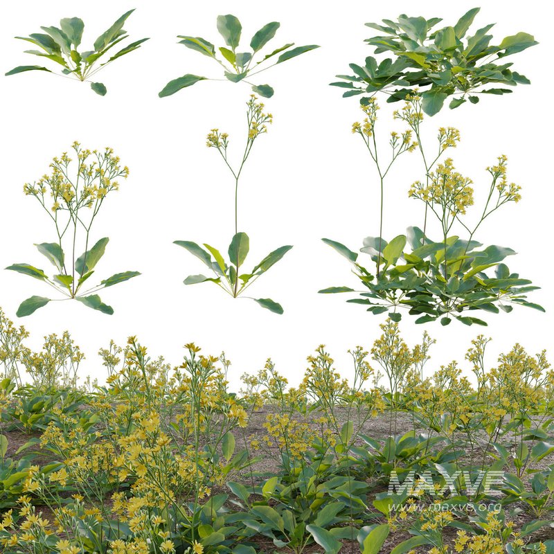 Youngia japonica grass