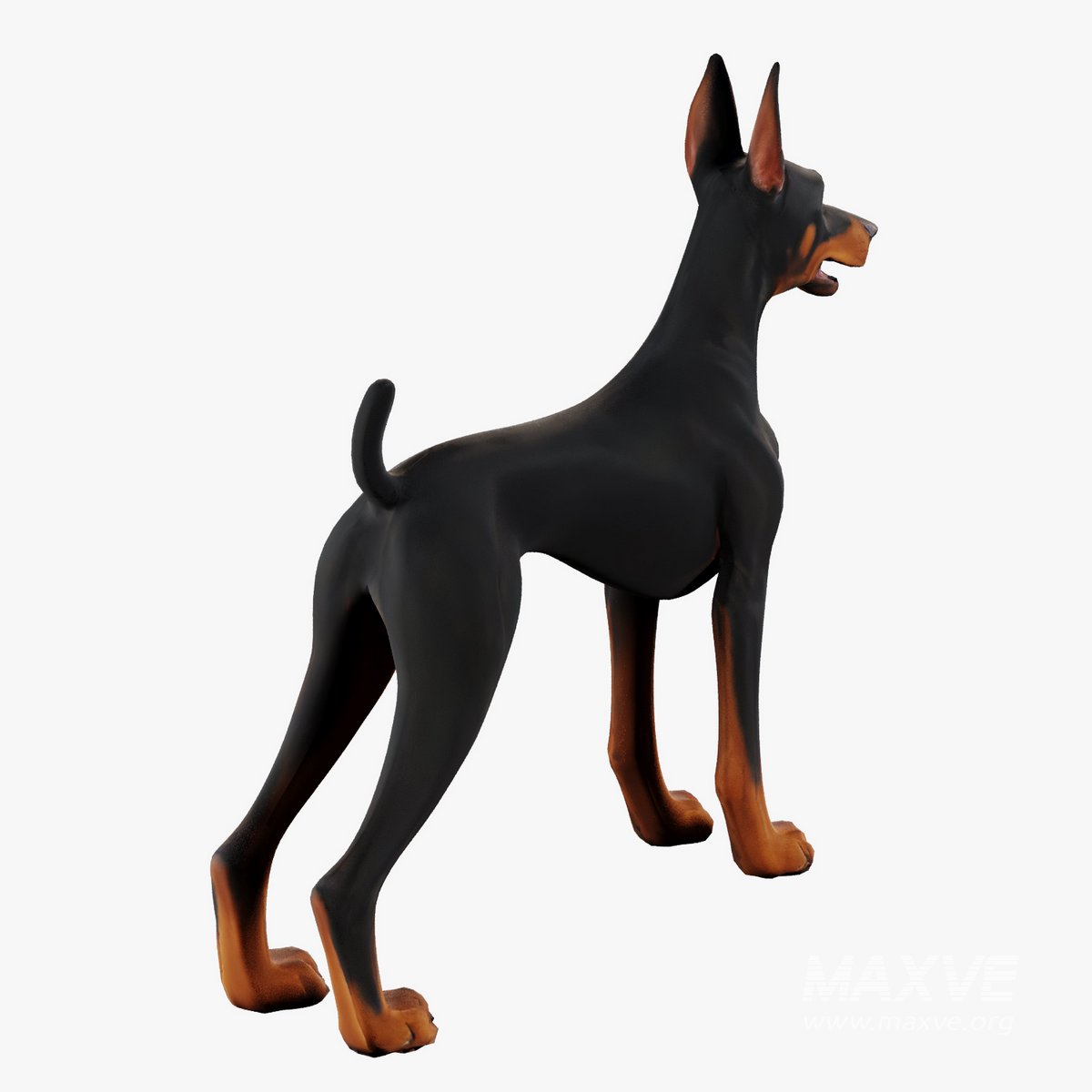 Doberman 3d model Download Maxve