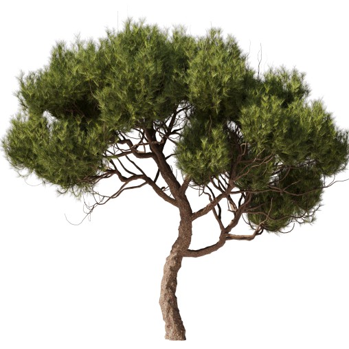 Tree Set28 - Pine tree 3D model Maxve