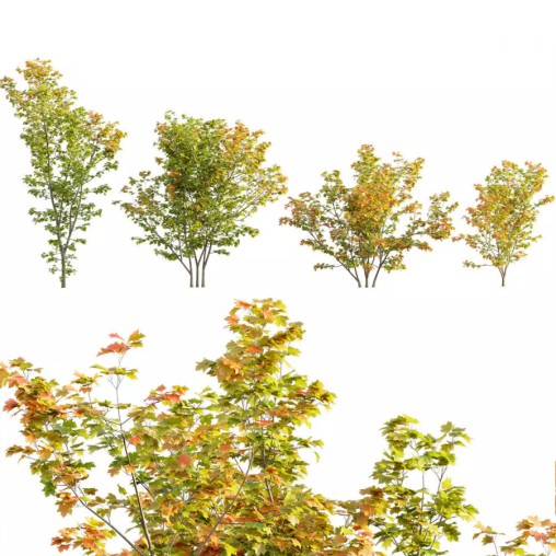 Acer circinatum | Vine Maple 02 3D model Maxve