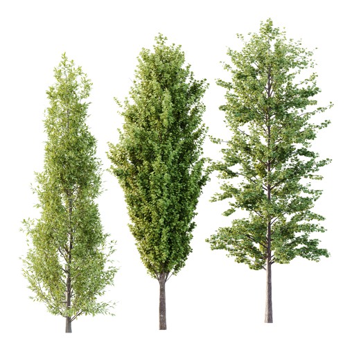 Different Tree Model Different Trees 50 3D model Maxve