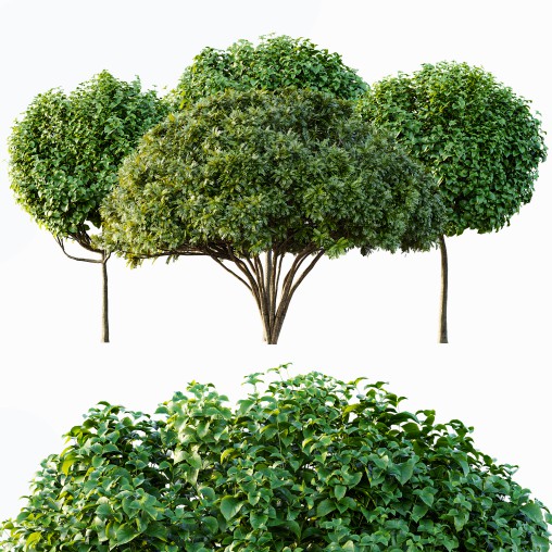 ntal form and natural symmetry. The rounded, umbrella-like canopies of ...