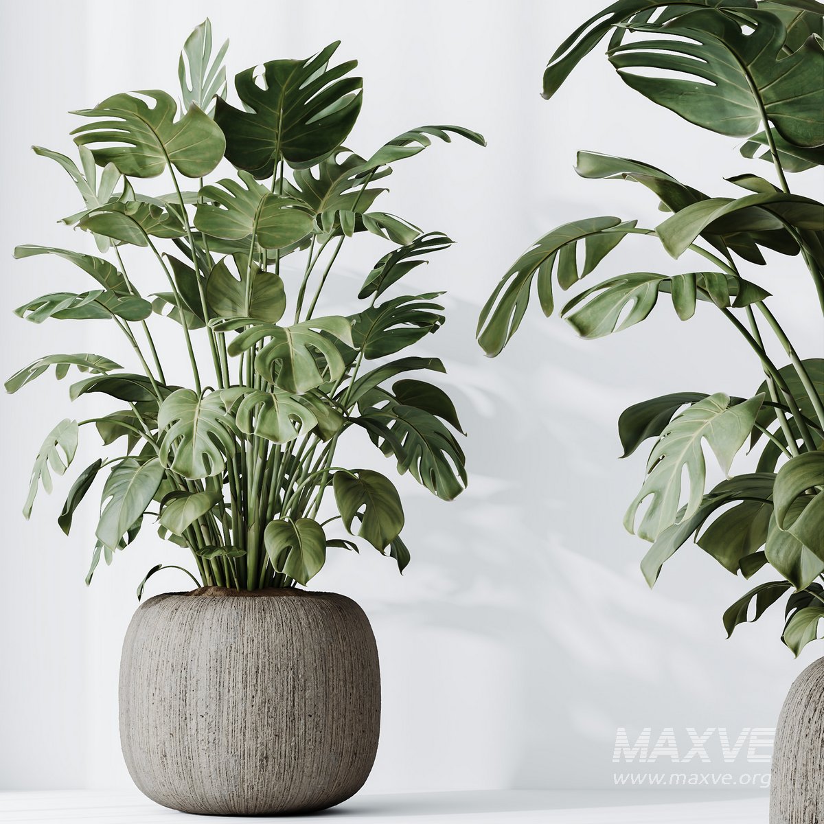 Monstera Variegata Stock Photo - Download Image Now - Monstera