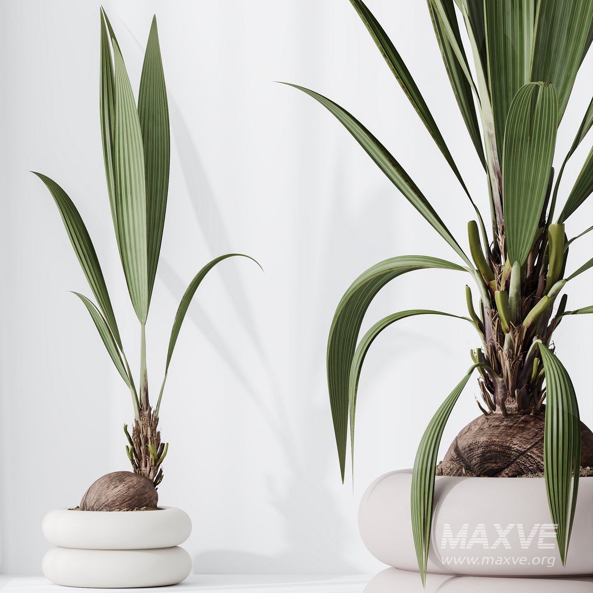 HousePlants Genus Cocos nucifera Coconut Palm - Maxve: Your 3D Model ...