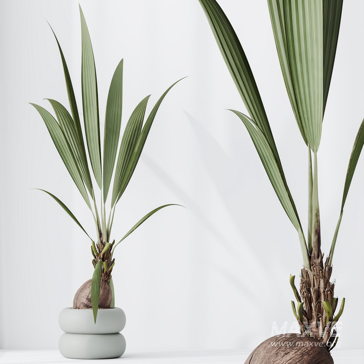 HousePlants Genus Cocos nucifera Coconut Palm - Maxve: Your 3D Model ...