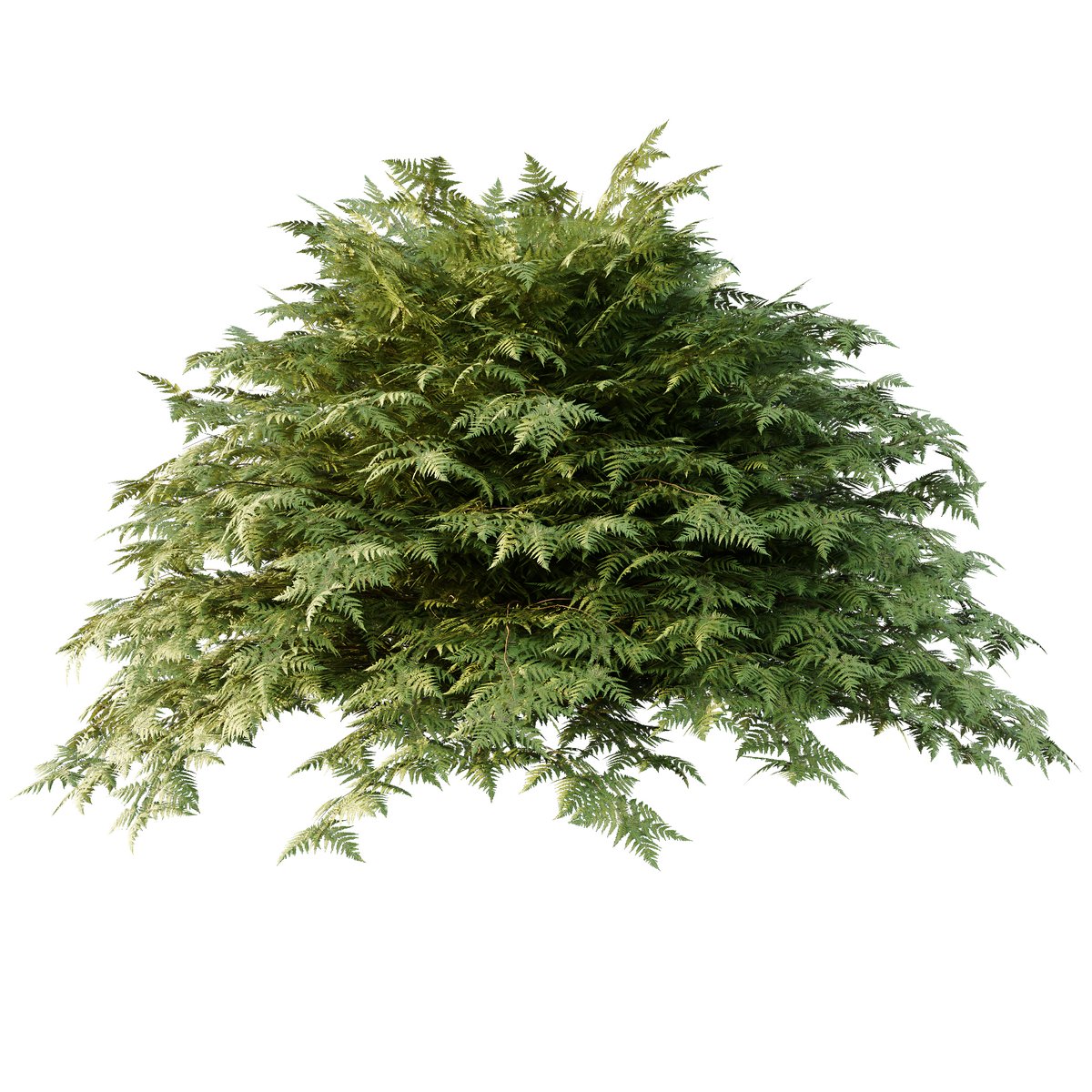 Cypress Bush 01 3d model Download Maxve