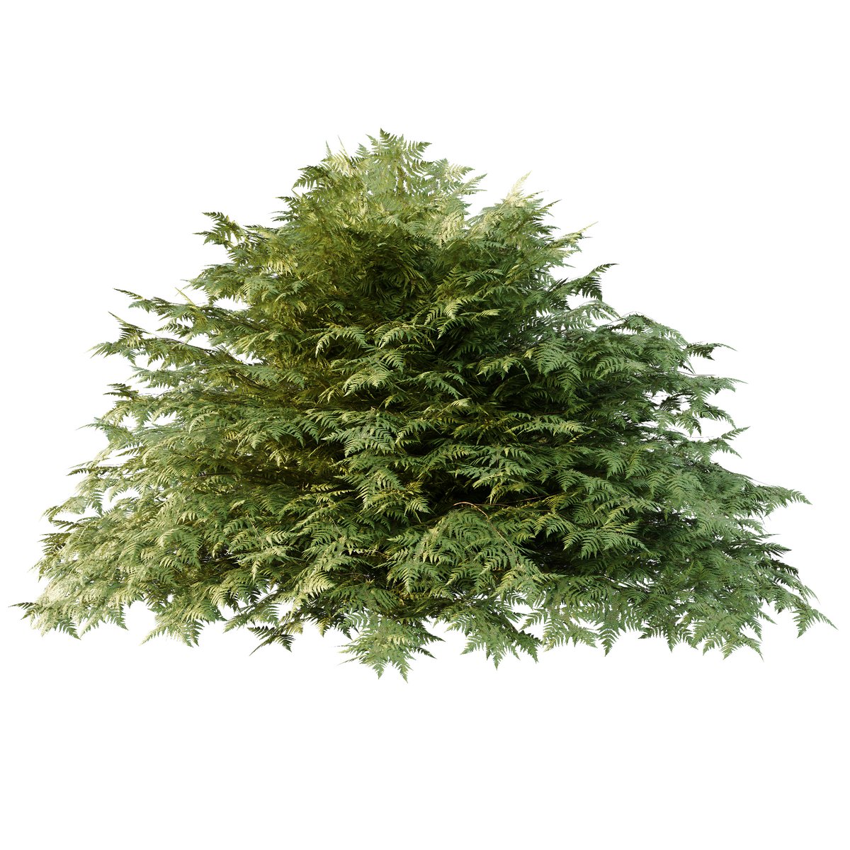 Cypress Bush 01 3d model Download Maxve